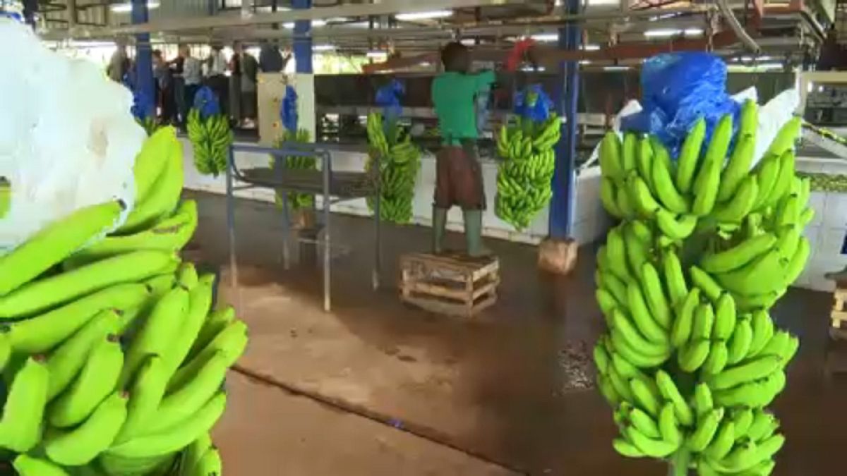 Ivory Coast eyes banana boost to EU trade