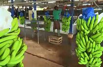 Ivory Coast eyes banana boost to EU trade
