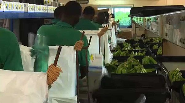 "Breves de Bruxelas": agricultura em África e avanços no dossier Brexit "Breves de Bruxelas": agricultura em África e avanços no dossier Brexit