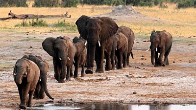 Namibia: 57, 000 sign petition against Elephant hunting