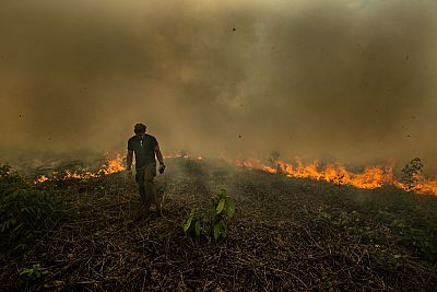 American conservationist Paul Rosolie, who visited the Amazon rainforest in Peru in July 2019, says trees and other biodiversity have been lost in recent fires.