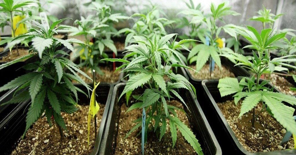 Lawlessness on cannabis attracts more tourists in Morocco | Africanews