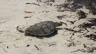 Kenya : ces déchets plastiques qui menacent la vie des tortues marines