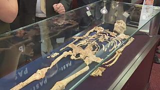 The skeleton of 'Little Foot'' reconstituted by researchers in South Africa
