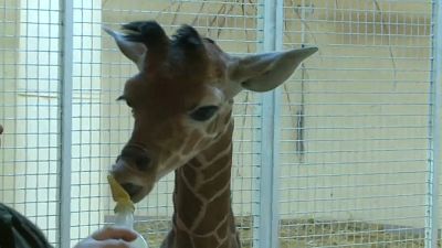 Un girafon du zoo de Debrecen fait ses premiers pas