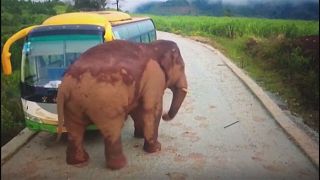 Un elefante ataca a dos vehículos en el sur de China