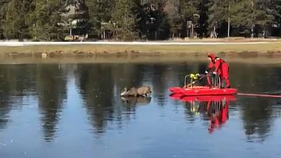 Rescuer comes to aid of trapped deer