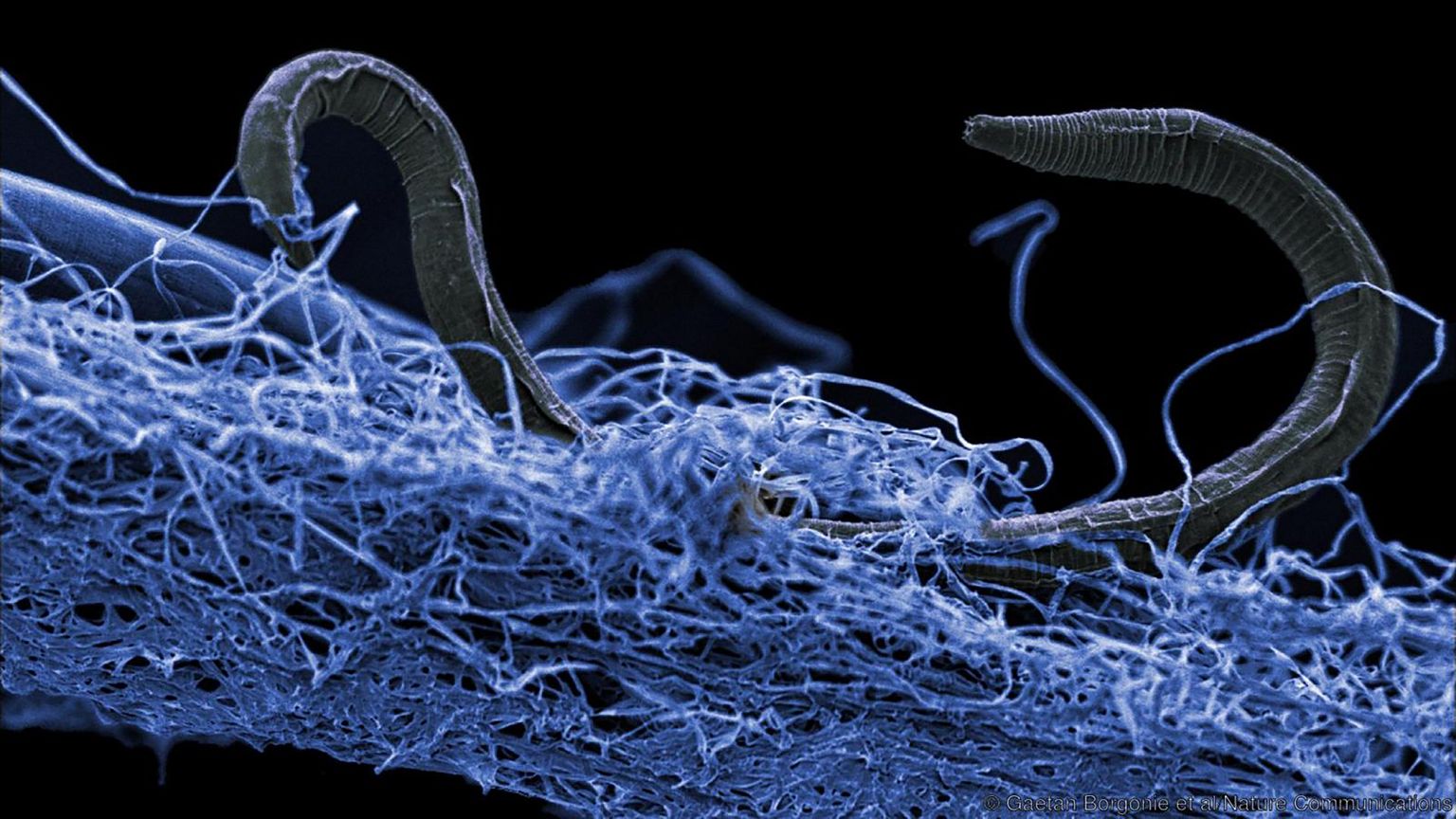 Image: Nematode