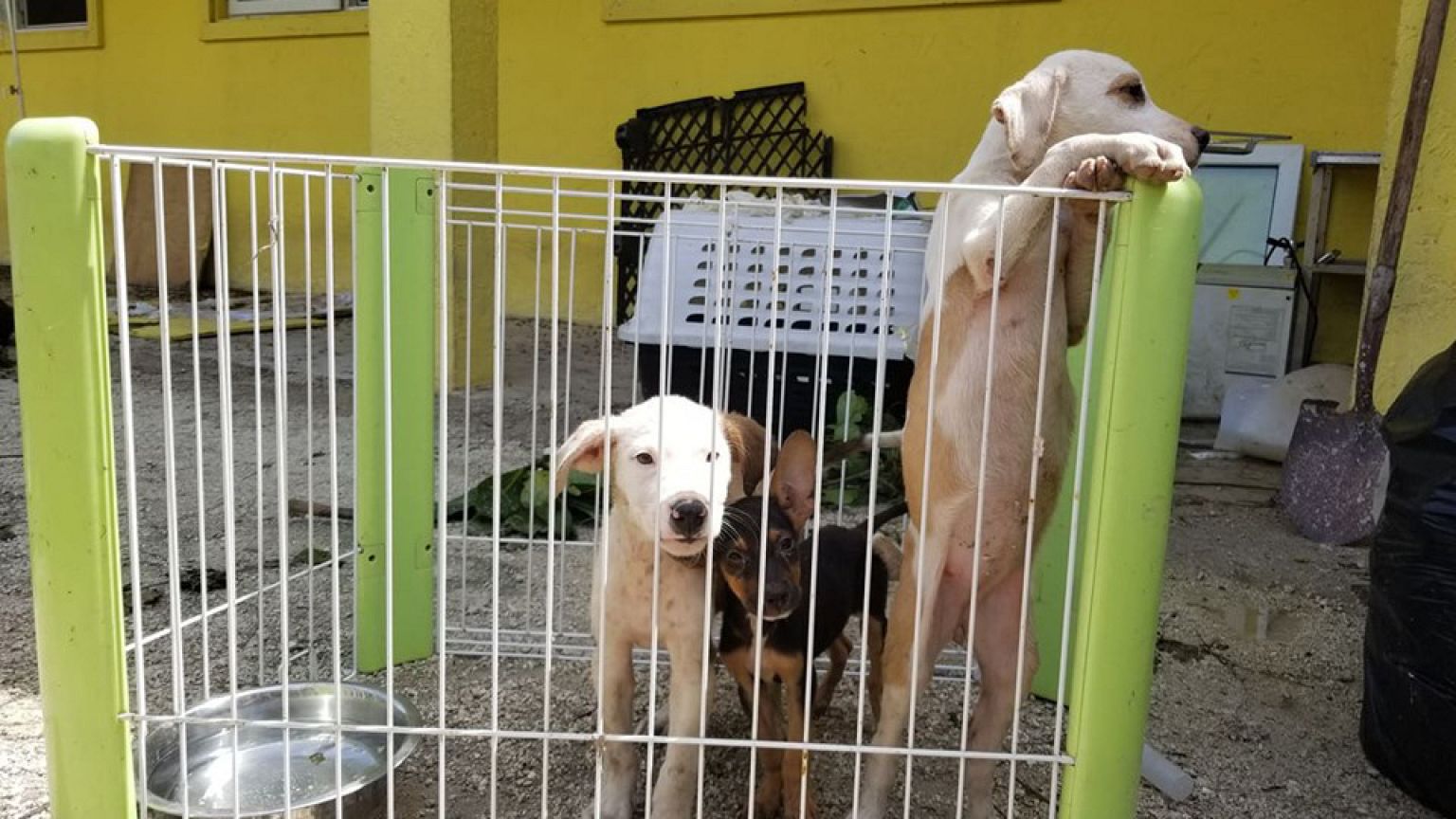 Some of the surviving puppies at Humane Society Of Grand Bahama