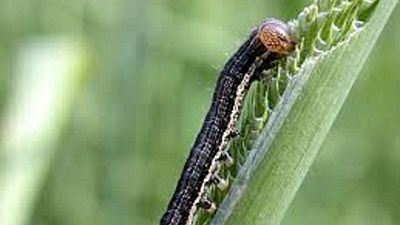 Malawi; state of disaster declared in 'fall army worm' affected districts