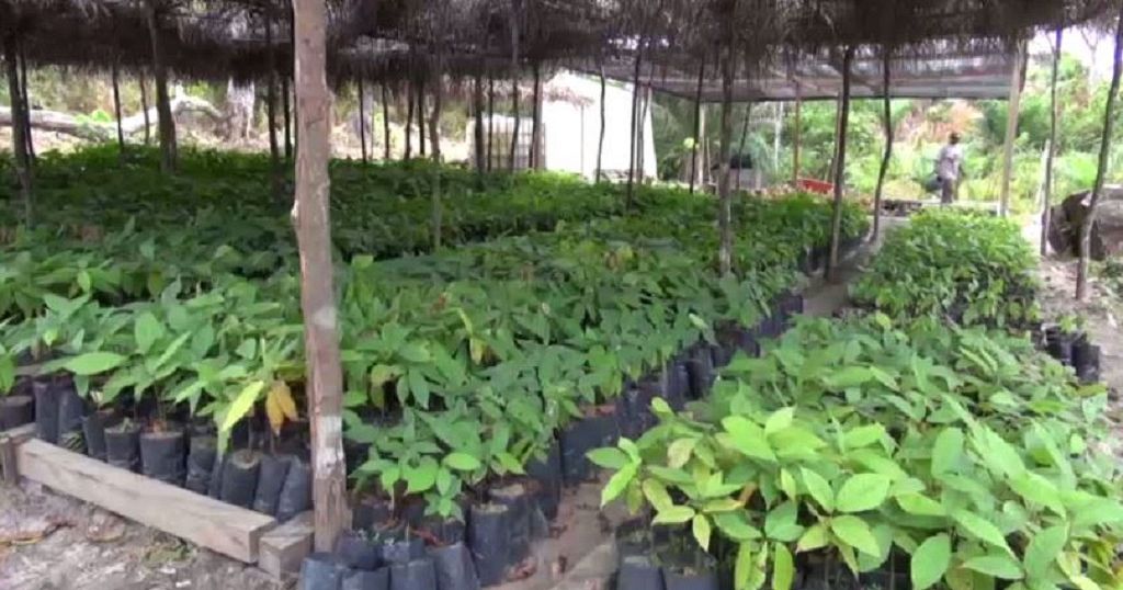 Gabon Hopes To Attain Self Food Sufficiency By Embarking On An