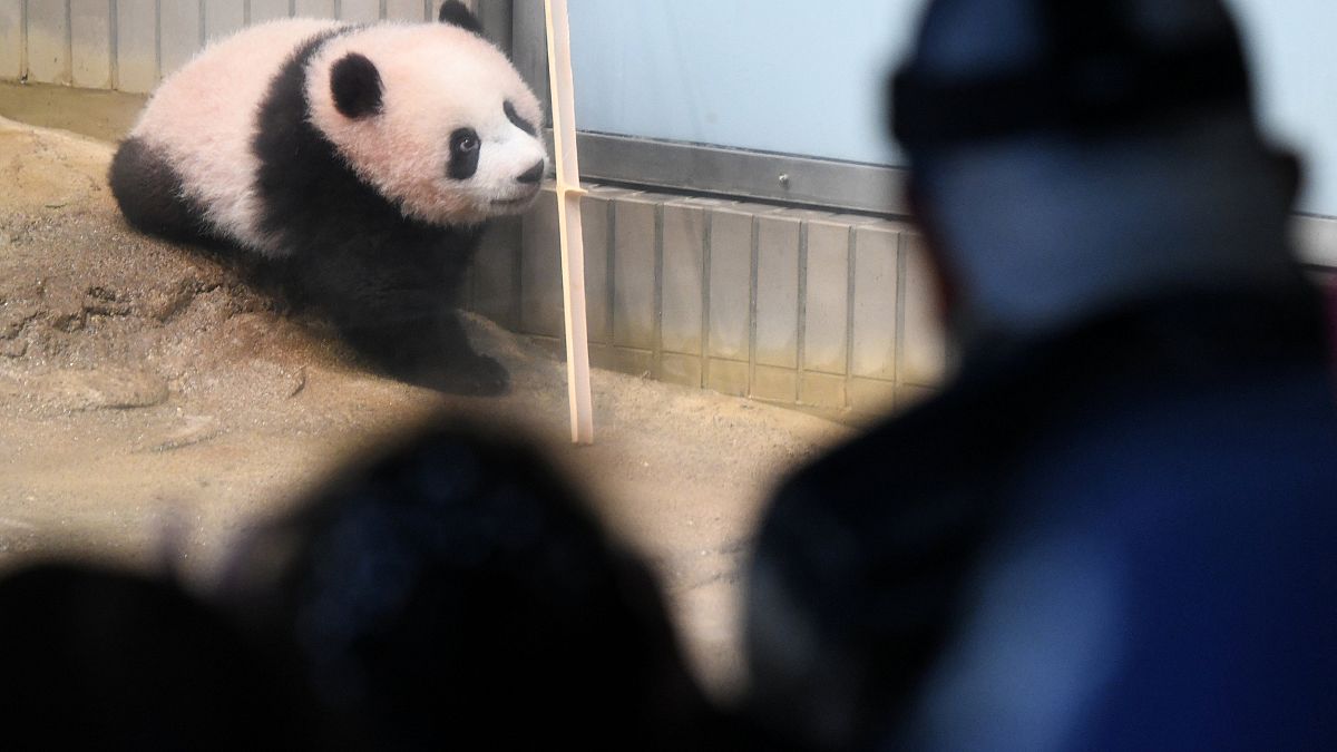 Japonya'da panda yavrusu görücüye çıktı