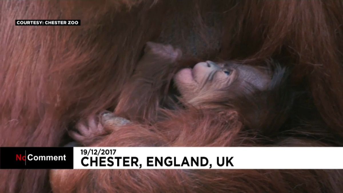 Суматранский орангутанг родился в Честере