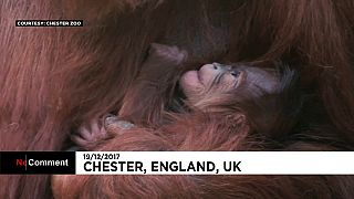Суматранский орангутанг родился в Честере