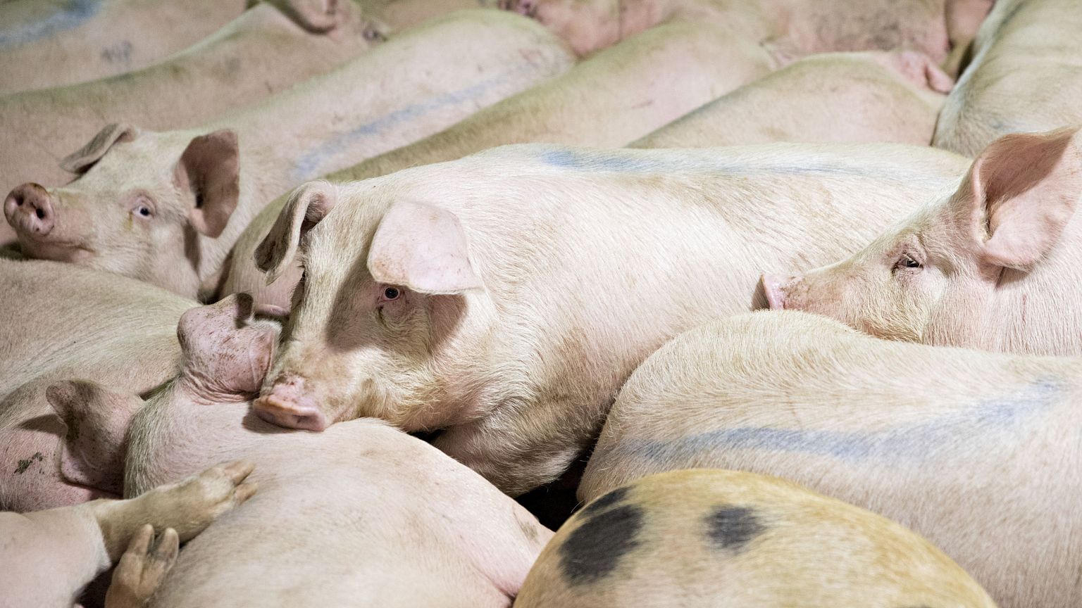 Image: Pork Processing