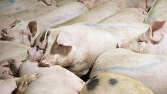 Image: Pork Processing