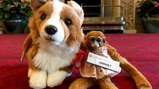 Image: Harriet the Monkey with her new friend, Rex the Corgi, at Buckingham