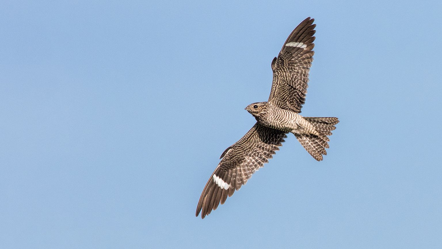 Image: Common Nighthawk