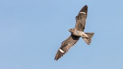 Image: Common Nighthawk