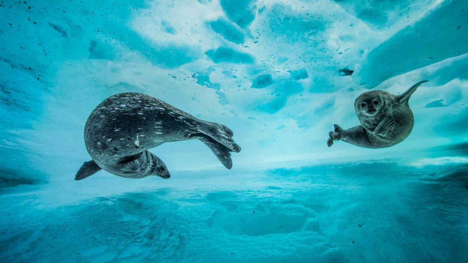 Underwater with Blancpain