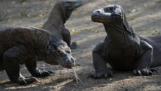 Image: Komodo dragons on Rinca island, a part of the protected area of Komo