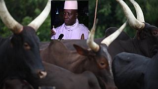 Sale of Jammeh's cattle, other assets: Party fights govt commission