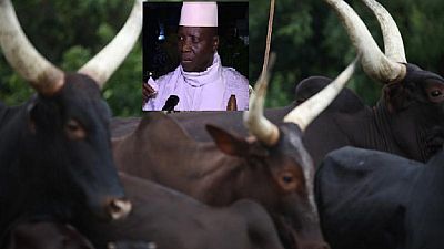 Sale of Jammeh's cattle, other assets: Party fights govt commission