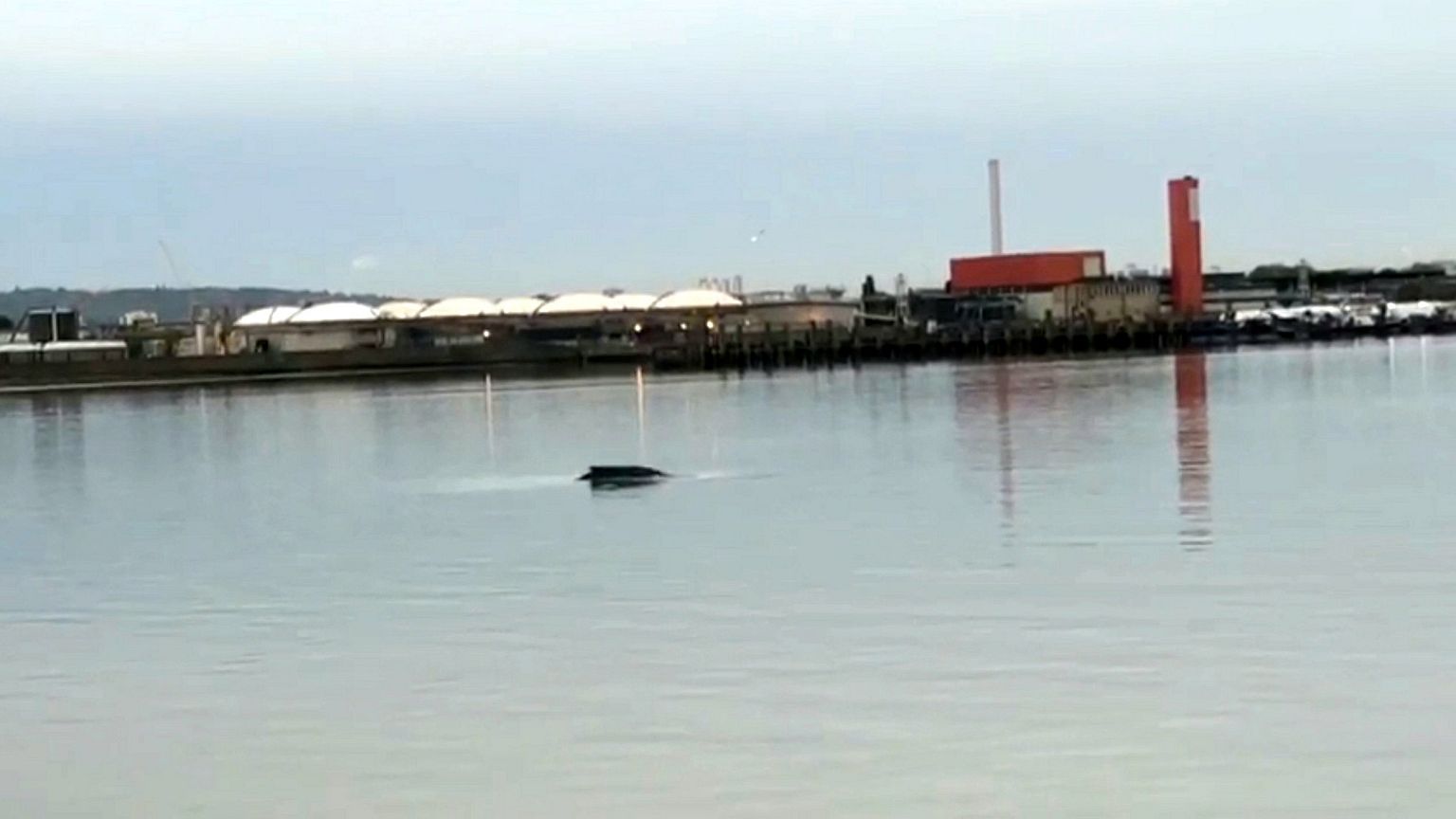 Image: A humpback whale surfaced in the River Thames, United Kingdom