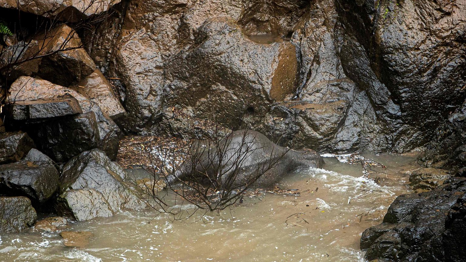 Image: Thailand Elephant Deaths