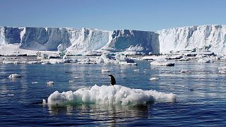 The impact of climate change on the Antarctic