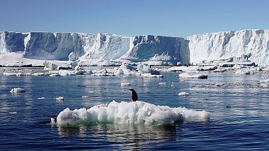 The impact of climate change on the Antarctic | Euronews