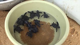 Bénin: journée nationale des tortues marines [No Comment]