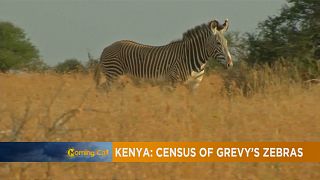 Kenya : recensement de zèbres en voie de disparition [The Morning Call]