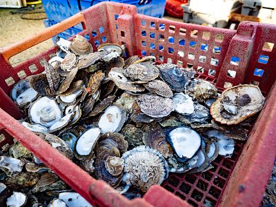 Oysters are harvested in West Mersea, Essex.