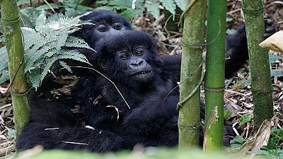 Population of mountain gorillas up, Rwanda to release census figures