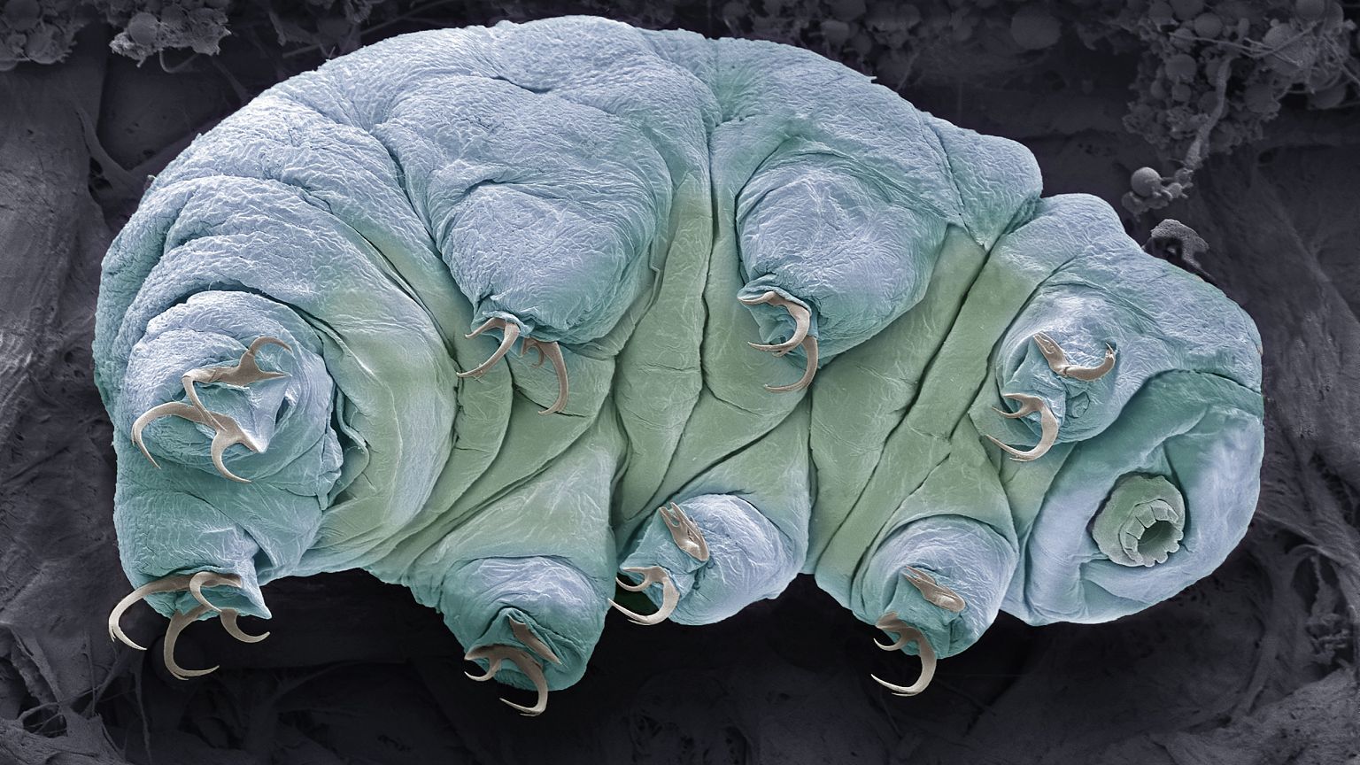 Tardigrade, SEM