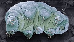 Tardigrade, SEM