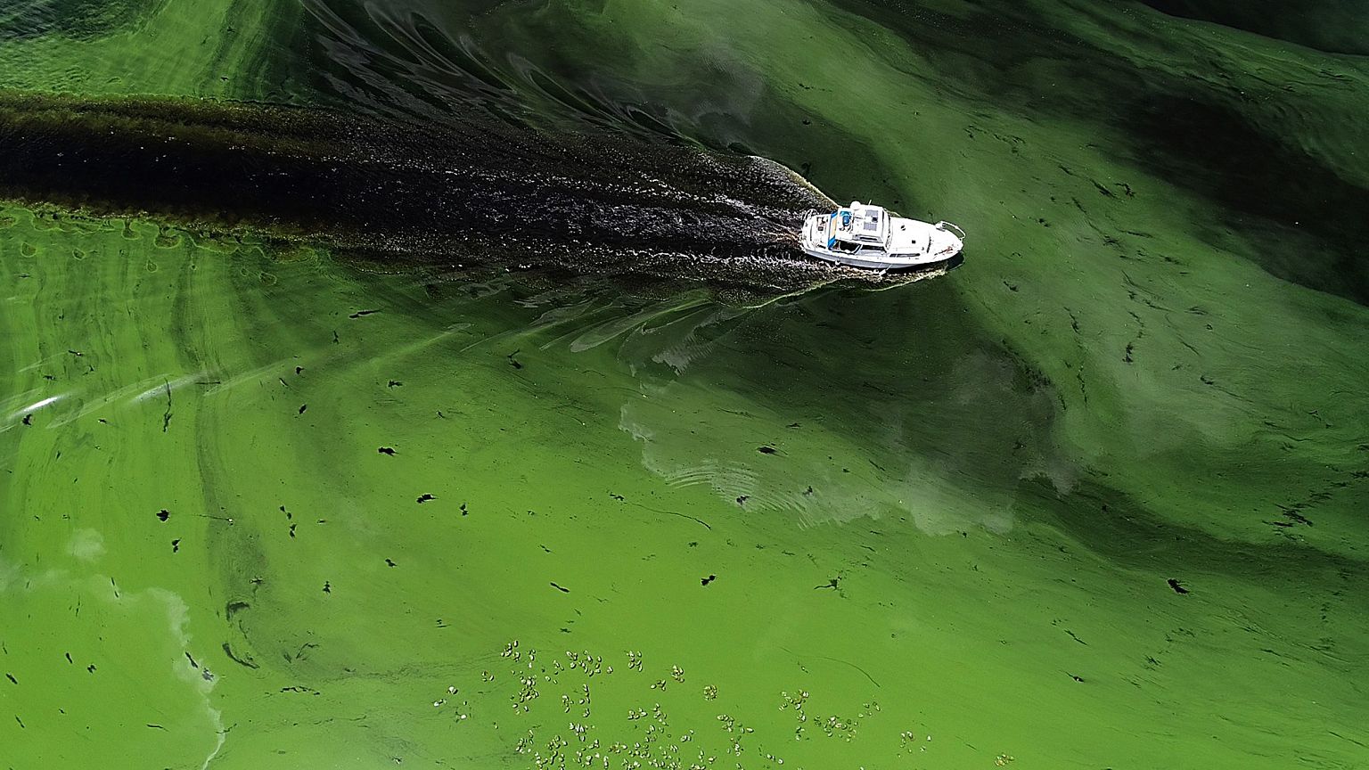Image: Algae bloom