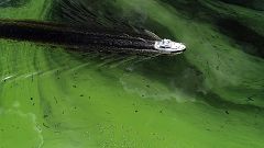 Image: Algae bloom