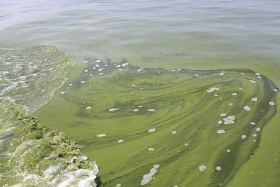 Algae is seen near the City of Toledo water intake crib in Lake Erie, about 2.5 miles off the shore of Curtice, Ohio on Aug. 3, 2014.