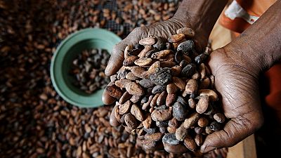 Cameroon's Anglophone crisis fuels cocoa smuggling to Nigeria