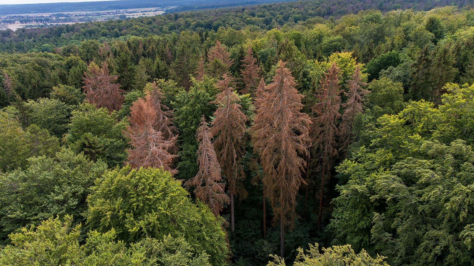 Image: East Germany's Hainich forest, Sept. 5, 2019.