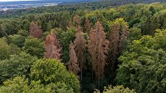 Image: East Germany's Hainich forest, Sept. 5, 2019.