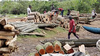 Tuerie en Casamance : le Sénégal suspend toutes les autorisations de coupe de bois