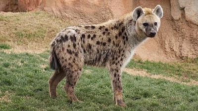 Gabon : retour d'une hyène tachetée, espèce qu'on croyait localement disparue