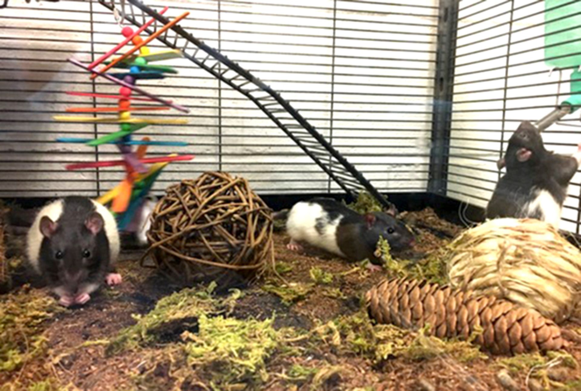 Rat race: Watch as lab rodents drive tiny cars to get Froot Loops ...