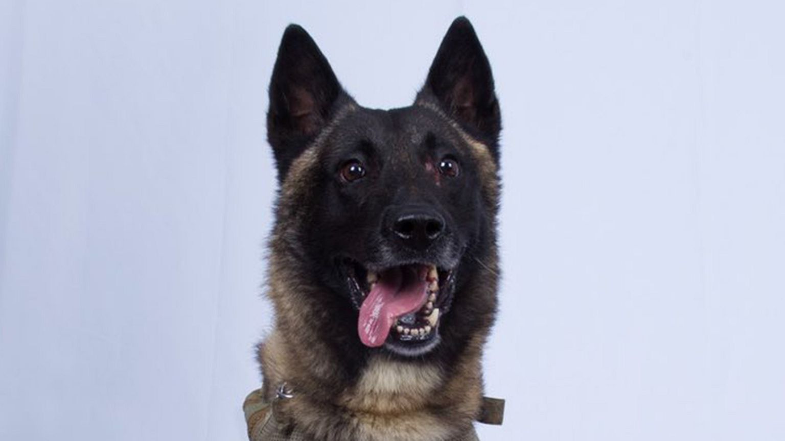 hero-dog-trump-isis-raid-today-main-191028