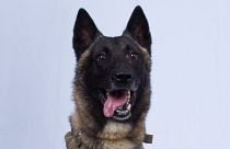 hero-dog-trump-isis-raid-today-main-191028