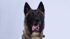 hero-dog-trump-isis-raid-today-main-191028