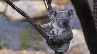 Image: A koala at Taronga Zoo on Oct. 10, 2019 in Sydney, Australia.